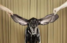 Pies z najdłuższymi uszami na świecie.