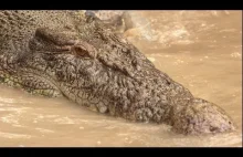 W paszczy krokodyla - wideo z wnętrza