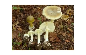 Atlas grzybów Polski, Mushrooms and Fungi of Poland