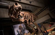 Tyranozaur (T. Rex) mógł być... jeszcze potężniejszy