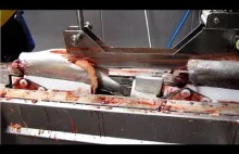 Amazing Automatic Fish Processing Line Machines