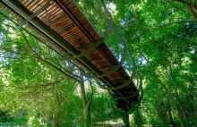 Glide Above The Forest On This Amazing Canopy Walkway