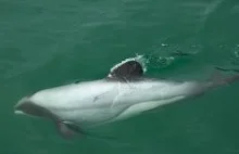 Najmniejszy delfin świata zagrożony wyginięciem