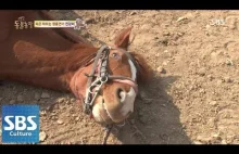 Koń - taktyk udaje, że jest martwy kiedy ma pracować :)