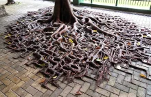 10 przykładów na to jak drzewo radzi sobie z betonem