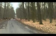 40 jeleni przebiegło przed rowerzystami