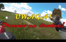 UWAGA! Drzewo na drodze!