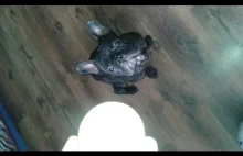 French Bulldog Jumping/ Buldog skacze po piłeczkę