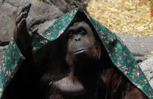 Argentyński sąd przyznał orangutanowi podstawowe prawa człowieka [ENG]