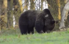 140 lat po wyginięciu: czy niedźwiedzie powrócą do Białowieży?
