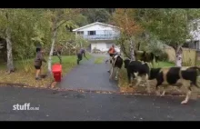 Zabawa w berka z bykami w Nowej Zelandii