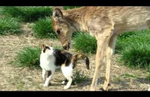Koty liżą masło, a jelenie liżą koty :)