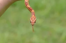 Florida mother defends decision allowing snake to bite baby