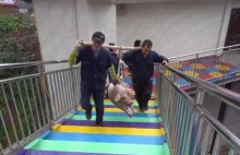 Bestialska zabawa! Świnia zrzucona na bungee z okazji otwarcia parku...