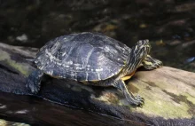 Groźne żółwie w Narwi. Badacze ostrzegają