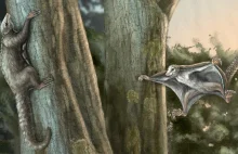 Odkryto skamieniałości pierwszych latających ssaków