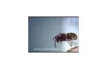 Ten film pokazuje jak rzuca się 3.5mm ciasteczkami w owady.