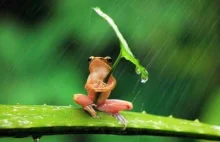 Żaba pod parasolem