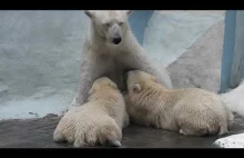 Biały niedźwiedź karmi młode
