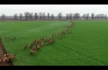 Ogromne stado jeleni na Węgrzech.