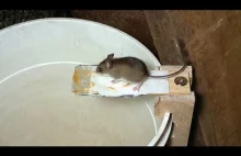 Konstrukcja domowych pułapek na myszy