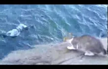Kot który poluje na ryby