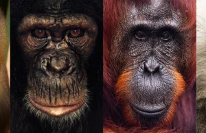 O tym dlaczego małpy mają tak odmienne twarze...