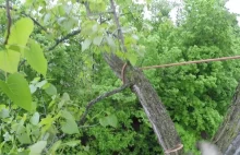 Wspinaczka i wycinka 20 metrowego drzewa