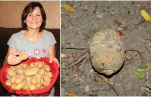 Kupiła worek ziemniaków, a w środku był granat z 1917 r.