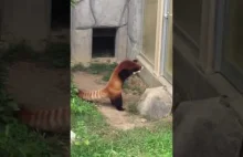 Pandka ruda próbuje zastraszyć kamień