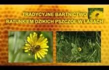 Leśne pszczoły - Tradycyjne Bartnictwo