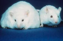 Amerykańscy naukowcy wyleczyli cukrzycę u myszy.