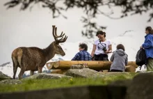 Oswojony jeleń nad Morskim Okiem. Apel TPN: nie dokarmiaj dzikich zwierząt