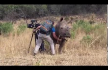 Dziki nosorożec zmusił operatora, aby ten podrapał go w brzuch