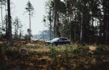 Volvo wypożycza choinki, po świętach powstanie z nich las