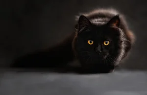 Masz czarnego kota?