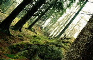 Zatrważający raport: co sekundę znika las