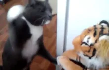 Kot który nienawidzi tygrysów