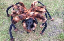 Nowy film SA WARDĘGA-Mutant Giant Spider Dog