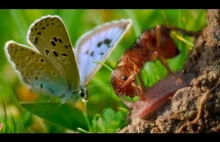 Duży niebieski motyl przyjęty przez mrówki | BBC Earth