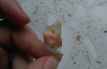 Kawałek plastiku znaleziony w pizzy z Biesiadowo Żyrardów