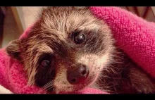 Cute Raccoon Compilation