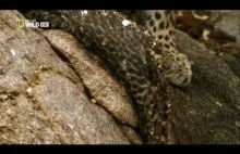 Afrykański pyton skalny zjada małego lamparta.