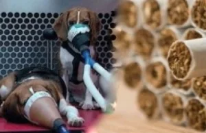 Psy poddawane okrutnym testom na szkodliwość papierosów a przedewszystkim...