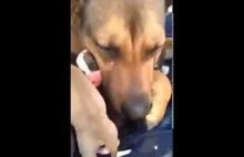 Psia mama popłakała się, bo uratowali jej szczenięta