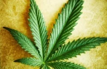 Marihuana w Europie | Polityka wewnętrzna | Unia Europejska