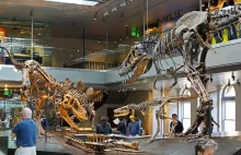 Dzieje dinomanii, czyli historia popularności dinozaurów