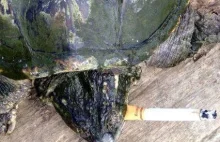 Chiny: żółw, który wypala dziesięć papierosów dziennie [zdjęcia]