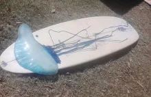 Groźna meduza wielkości deski surfingowej na plaży w Australii