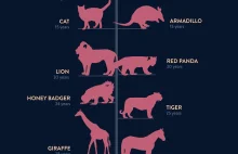 Infografika pokazująca długość życia różnych zwierząt na ziemi.